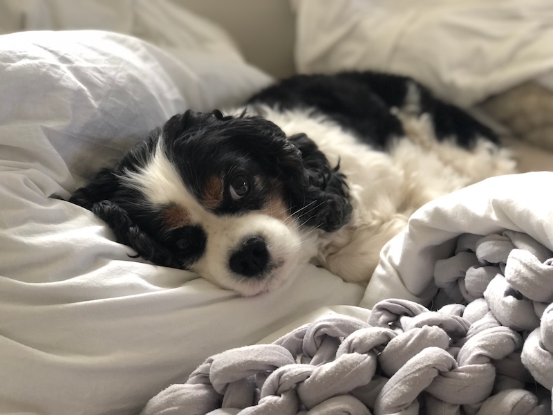 Vakantiehuis in Spanje waar hond mee op vakantie mag