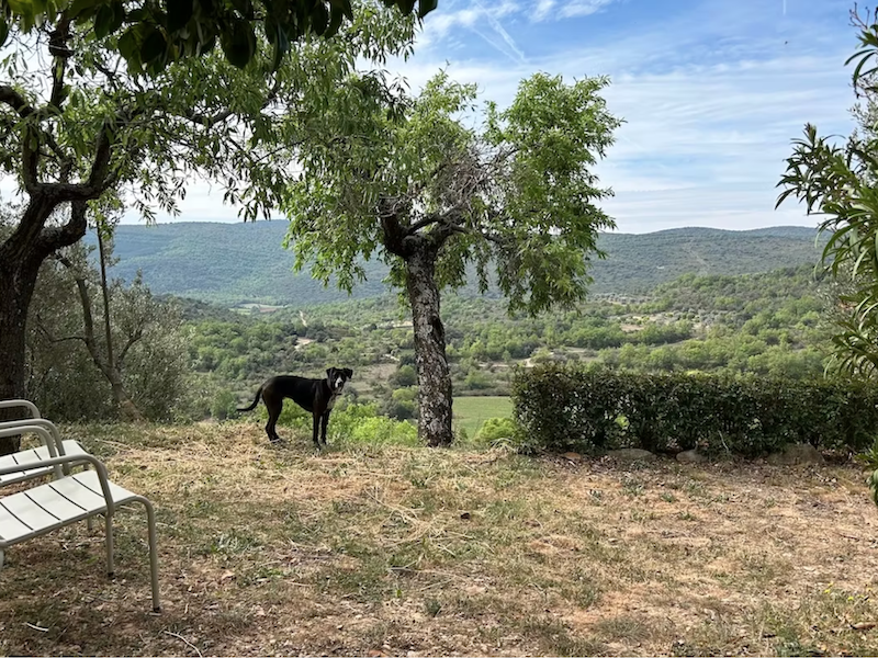 Honden zijn welkom in de vakantiehuizen met Nederlandse eigenaren van Juseu Finca Retreat