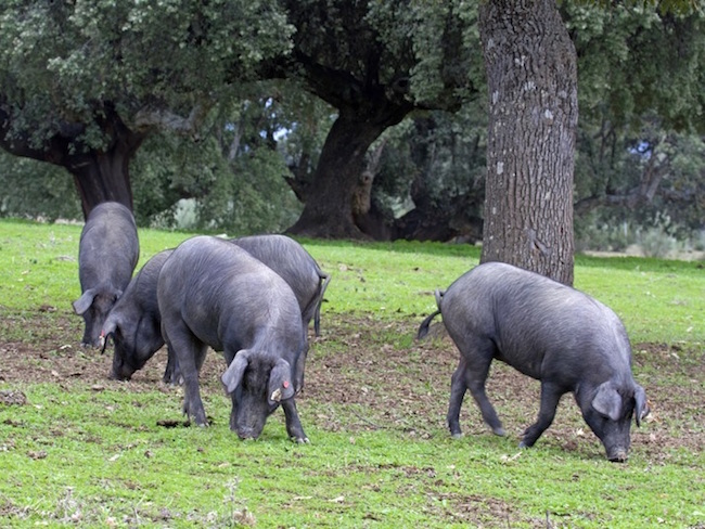 Iberico varkens in een dehesa in Extremadura (Spanje)