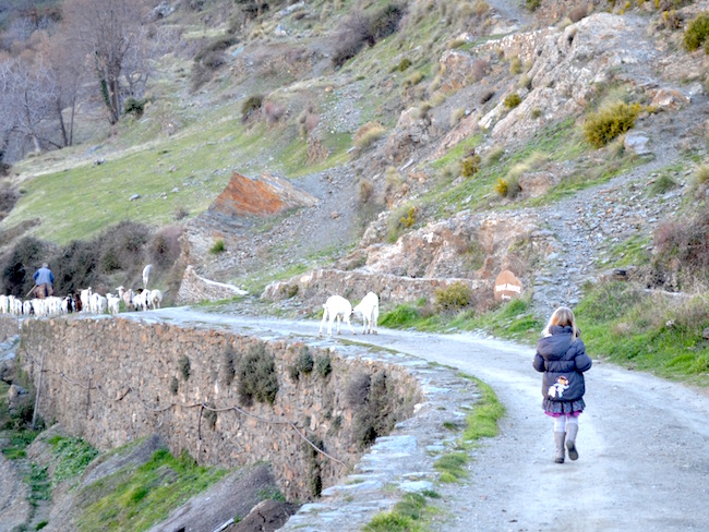 Een herder tijdens onze wandeling buiten Capileira in natuurgebied Las Alpujarras (Andalusië)