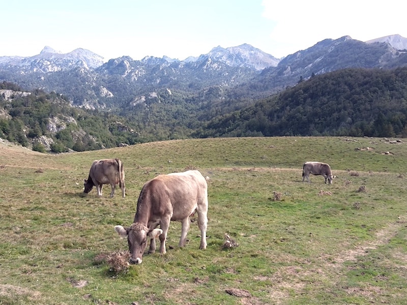 Koeien in de Roncal vallei in het noorden van Navarra - Foto: Jan Nieuwland