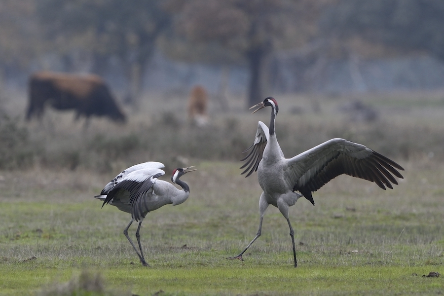 Kraanvogels in Extremadura (Foto: Gertjan de Zoete)