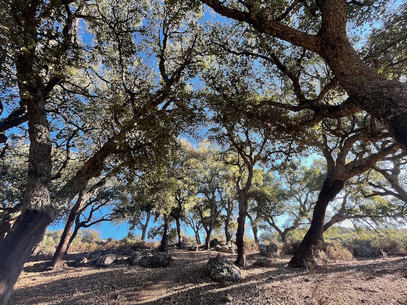 Wandelen door een landschap van kurkbomen in de Sierra de Grazalema