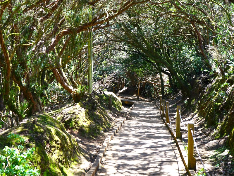 Het bijzondere laurierbos in Natuurpark Anaga