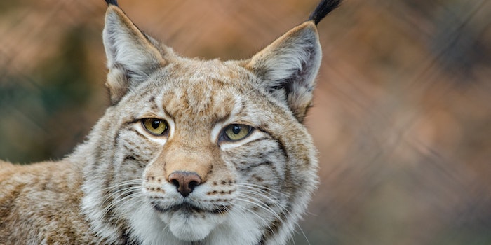 Een lynx - een van de dieren in dierenopvangcentrum Basondo in Urdaibai (Baskenland, Noord Spanje)
