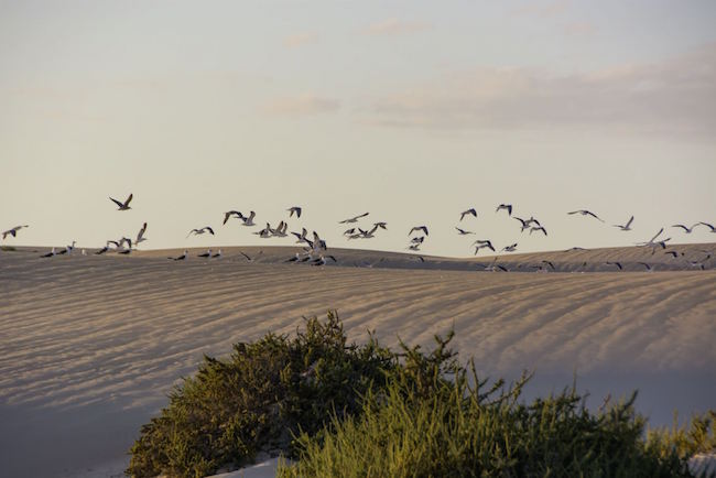 Dunas de Corralejo in natuurpark Corralejo op Fuerteventura (Canarische eilanden, Spanje)