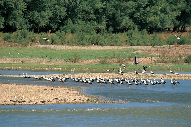 Natuurreservaat Los Sotos del Ebro (La Rioja, Midden Spanje)