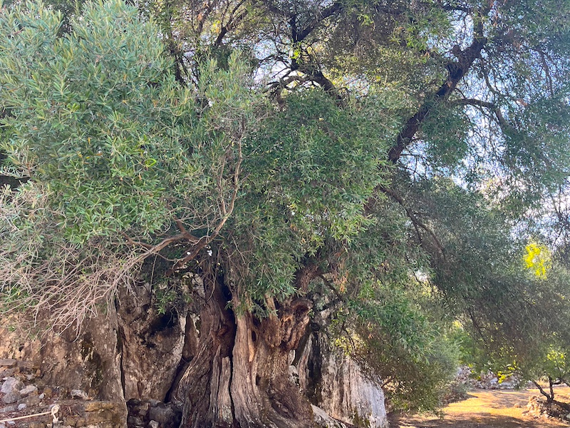 800 jaar oude olijvenboom in Romeinse stad Ocuri