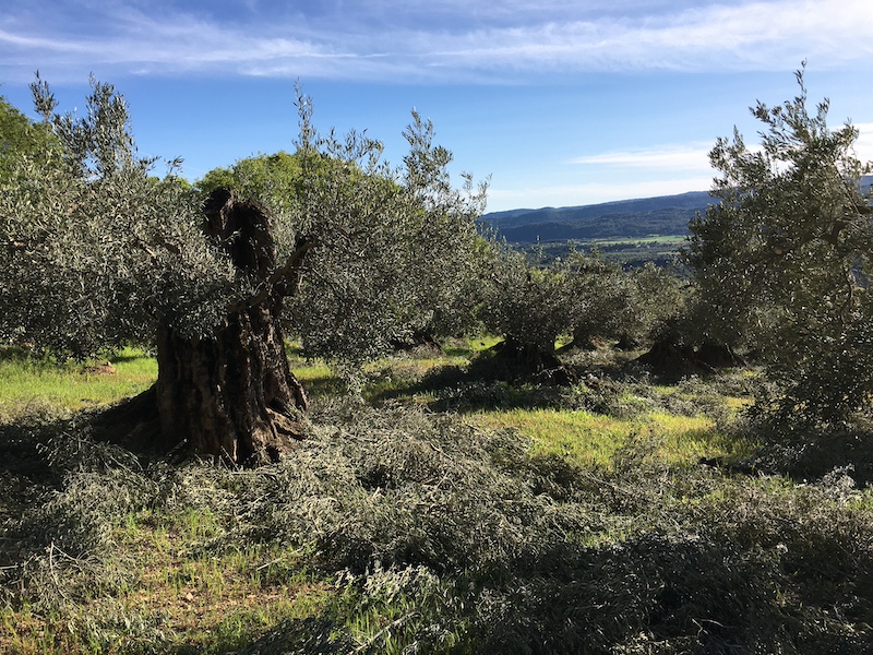Eeuwenoude olijfbomen rond de Mallos de Riglos rotsen