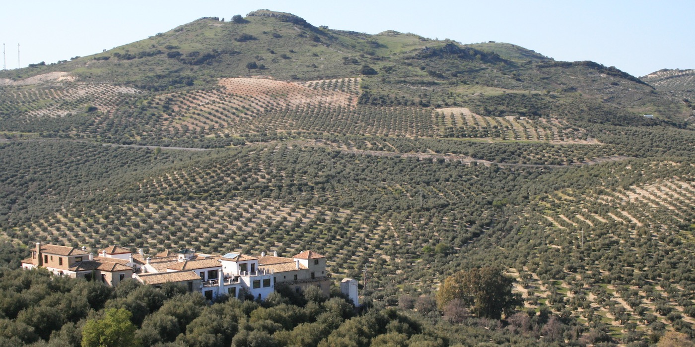 Een oneindig landschap van olijfbomen in de provincie Jaén (Andalusië)