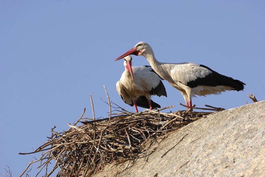 Ooievaars in Extremadura, Spanje (Foto: Gertjan de Zoete)