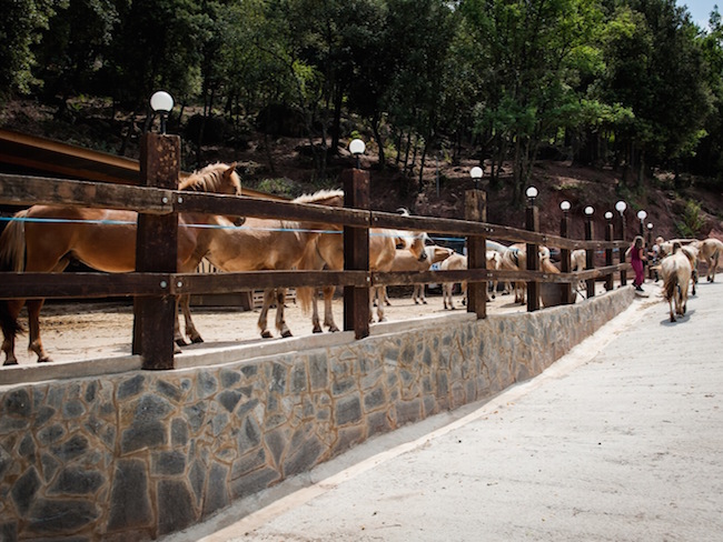 Paarden op de duurzame camping Manso Coguleras