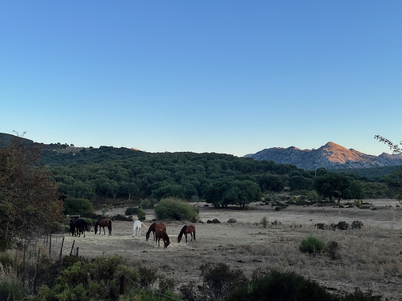 De Paarden van Hotel Tambor del Llano  in de Sierra de Grazalema