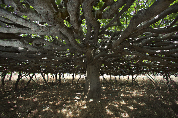 unieke pijnbomen op Formentera