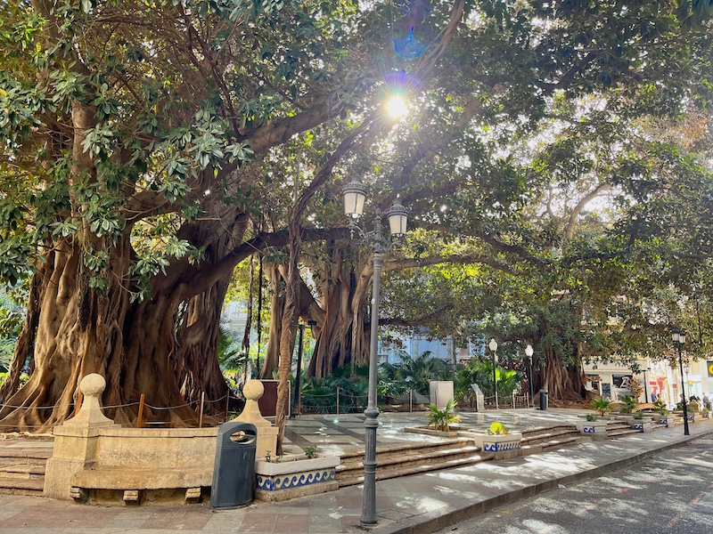 Indrukwekkende bomen op het Plaça Gabriel Miró plein in Alicante