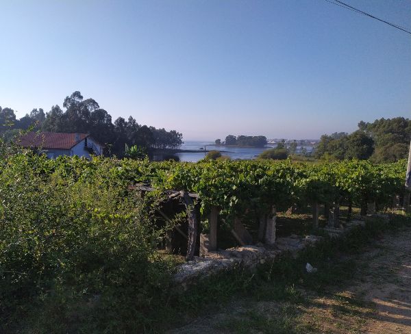 Albariño druivenranken in Rías Baixas (Galicië)