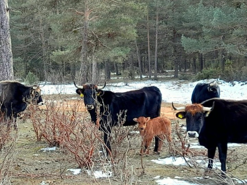 Project Rewilding Spain: Tauros in de Iberische hoogvlaktes