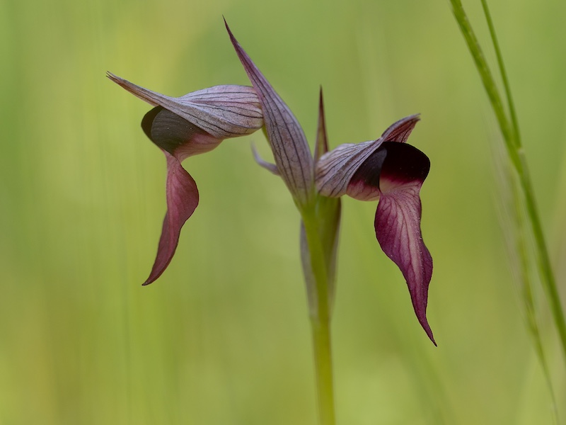 Genieten van prachtige orchideeën tijdens een wandelvakantie bij Finca El Zorro Holandés