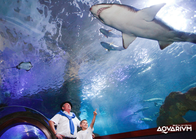 Glazen tunnel in het San Sebastian Aquarium in Noord Spanje