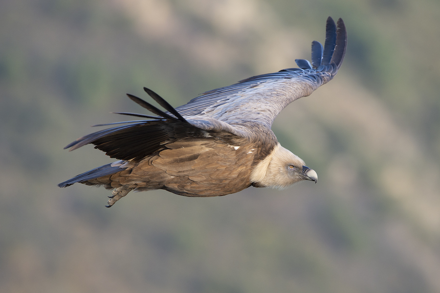 Een vale gier in Monfragüe in Extremadura (Foto: Gertjan de Zoete)