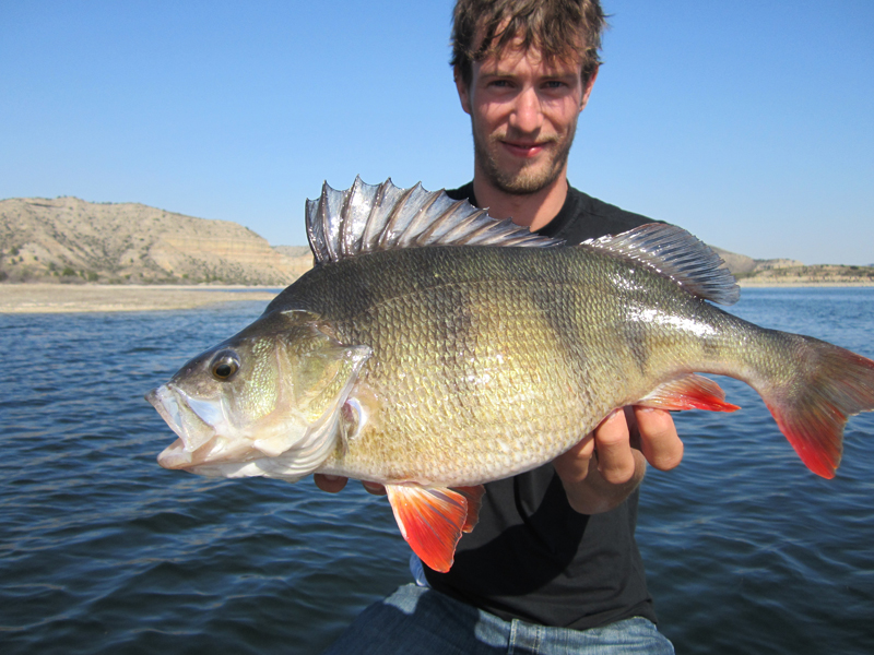 Een baars die gevangen is tijdens het vissen op de Ebro rivier in Spanje