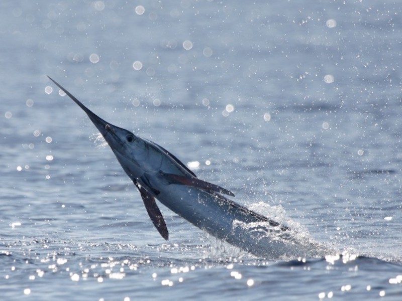 Diepzeevissen tijdens een visreis naar Canarisch eiland La Gomera