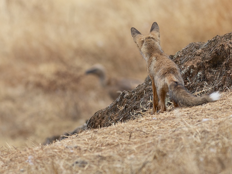 Finca El Zorro Holandés - De Nederlandse Vos