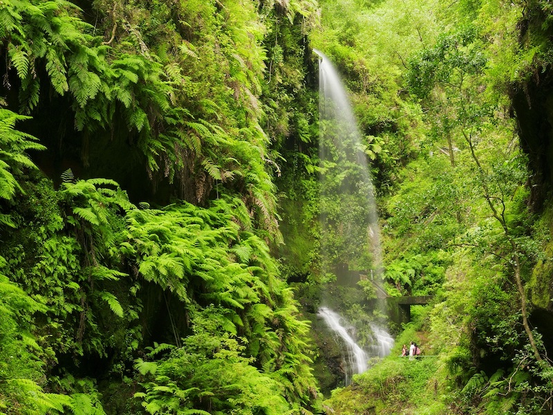 Waterval in laurierbos Los Tilos (Foto: Saúl Santos)