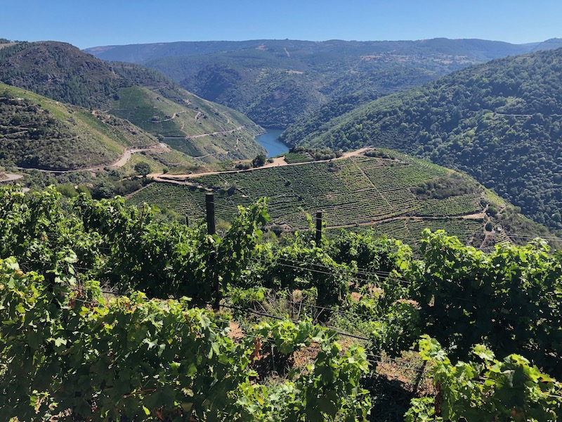 Wijngaarden in de Cañón del Sil (Ribeira Sacra, Noord-Spanje)
