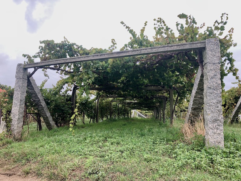 Albariño wijngaard in Cambados (wijnstreek Rías Baixas)