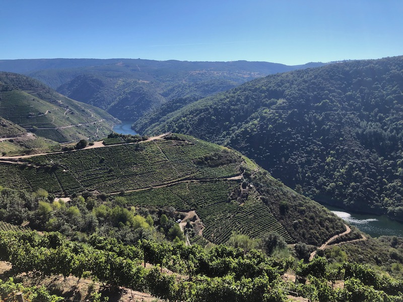 Wijngaarden op de steile hellingen langs de Sil rivier (Ribeira Sacra)