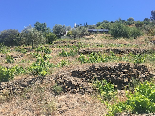 Oude wijnstokken op Bodegas Bentomiz in Zuid Spanje