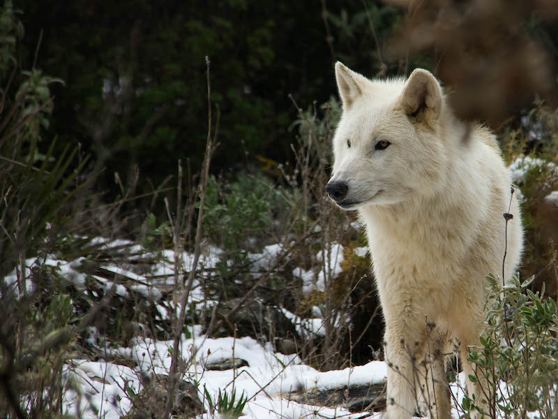 Toendrawolf in Lobo park bij Antequera (Málaga, Andalusië)