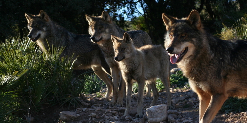 Europese wolven in wolvenpark bij Antequera (Málaga, Andalusië)