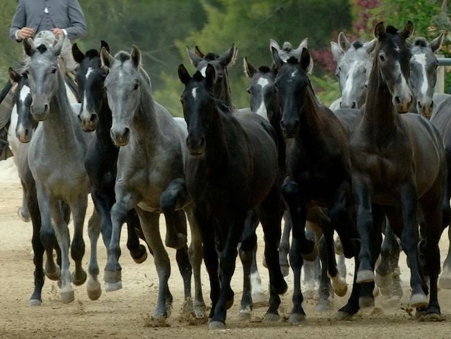 Jonge paarden op Yeguada de la Cartuja buiten Jerez de la Frontera (Cadiz, Andalusië, Zuid Spanje)